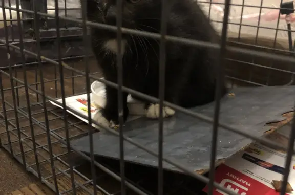 Кошки потеряшки, Санкт-Петербург, фото: Потеряшка кошка на Варшавской ул., 63 к2, СПб