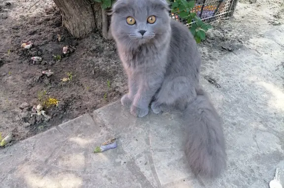 Найдена кошка: Ворошиловский проспект, 16, Ростов