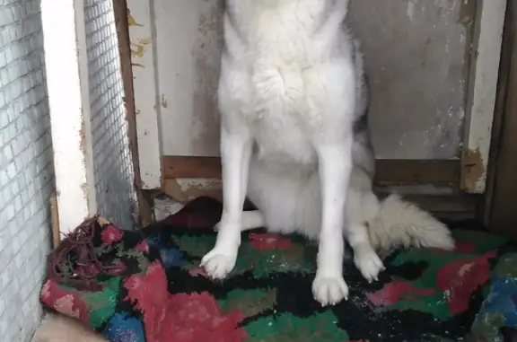 Пропала собака породы сибирской хаски в Артыште, Кемеровская область