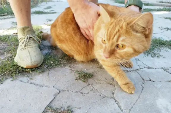 Найдена кошка, г.Феодосия, ул.Советская 16