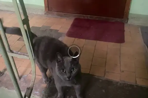 Найдена кошка на ул. Комарова, Казань. Хозяева, отзовитесь!