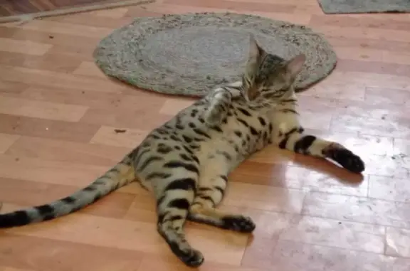 Найдена кошка саванна в Астрахани