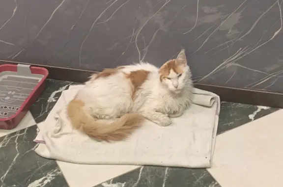 Найдена кошка породы Мей Кун на ул. Ядринцева, 78, Иркутск