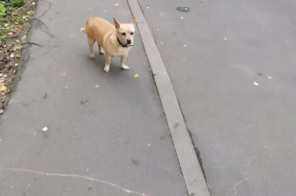 Собака в ошейнике на Волжском бульваре, Москва