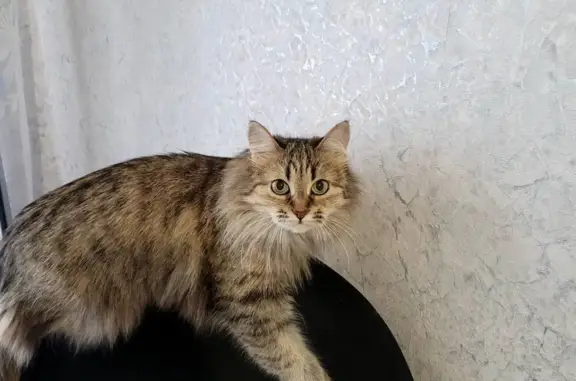 Пропала кошка Муся, ул. Тельмана, 5, Ульяновск