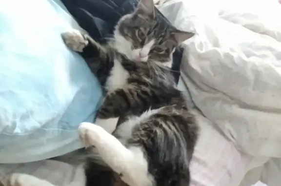 Кошки потеряшки, Мурыгино, фото: Потеряшка кот, пестрый окрас, Мурыгино