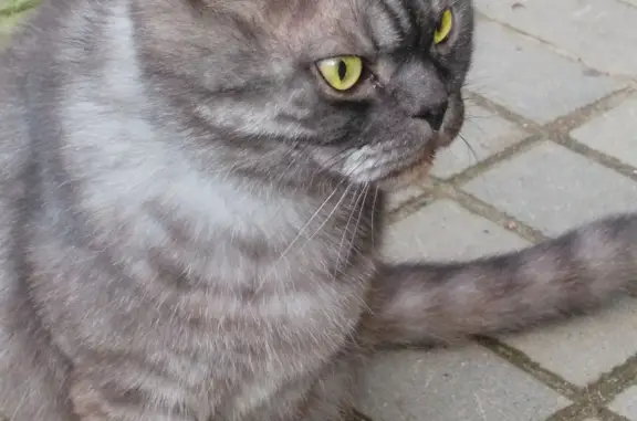 Найдена кошка Котик, проспект Мира, 23 к2, Великий Новгород