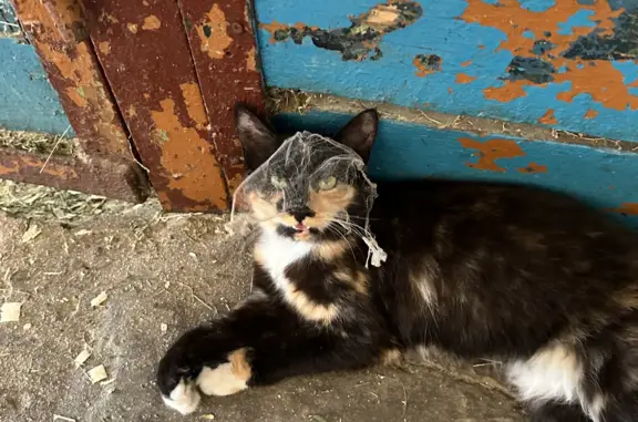 Пропала кошка в Тамбове, Ипподромная ул., 89686286372