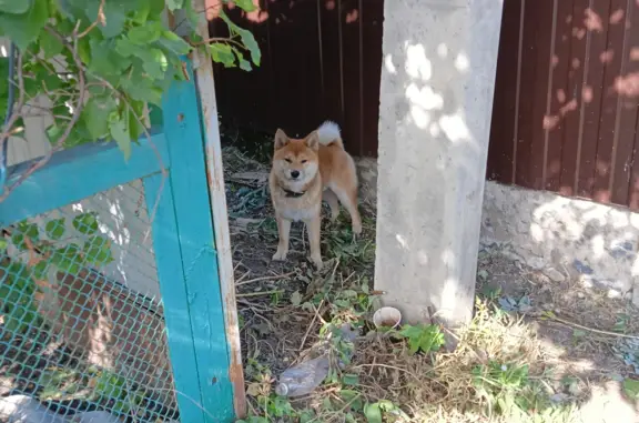 Собака бродит около дома: 3-й Орловский проезд, 7, Пенза