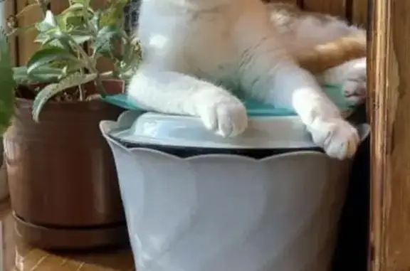 Кошки потеряшки, Пирочи, фото: Потеряшка кот Филя, Центральная улица, 6, Пирочи