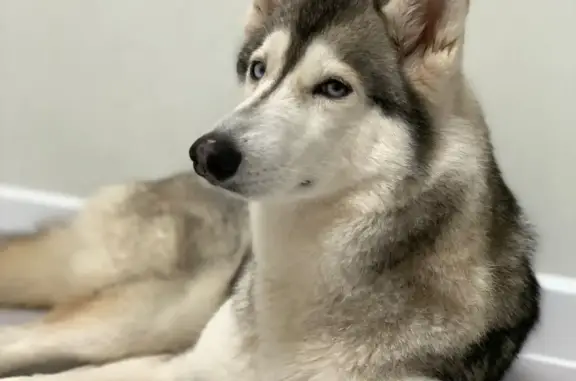 Собака Хаски найдена возле метро Марьино, Люблинская улица