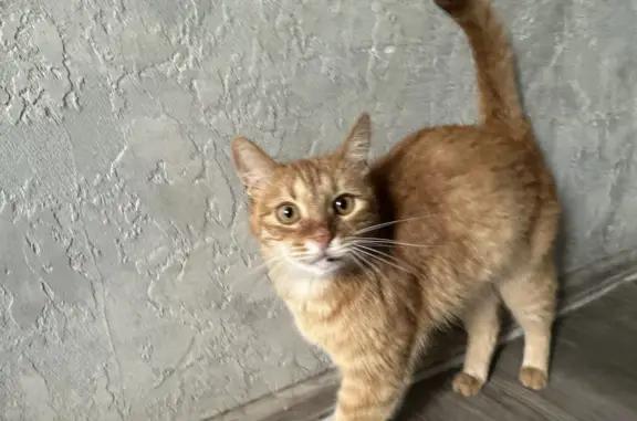 Найдена рыжая кошка у метро Коньково, ул. Островитянова, 23 к1