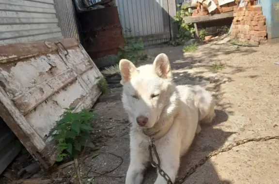 Пропала собака на Ново-Гайвинской улице, 91, Пермь