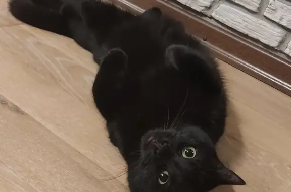 Пропала Чёрная кошка 3х лет в Мончегорске