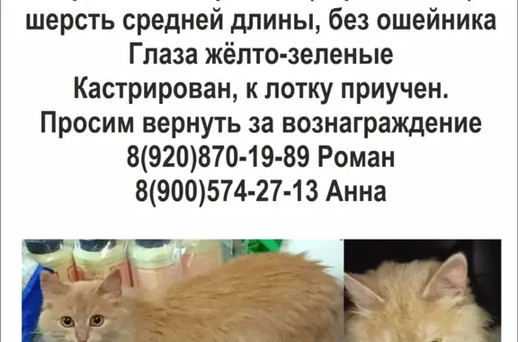 Пропала кошка на ул. Суворова, 13
