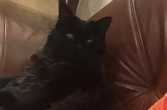 Пропала кошка Кот в Мурманской области