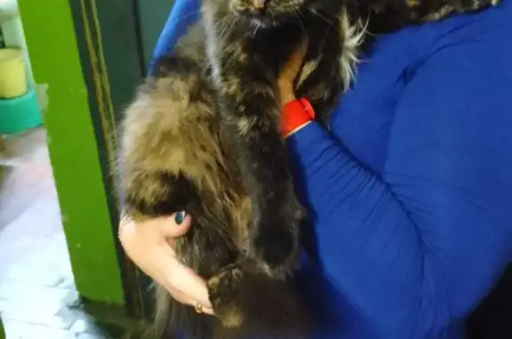 Найдена черепаховая кошка в Смоленске
