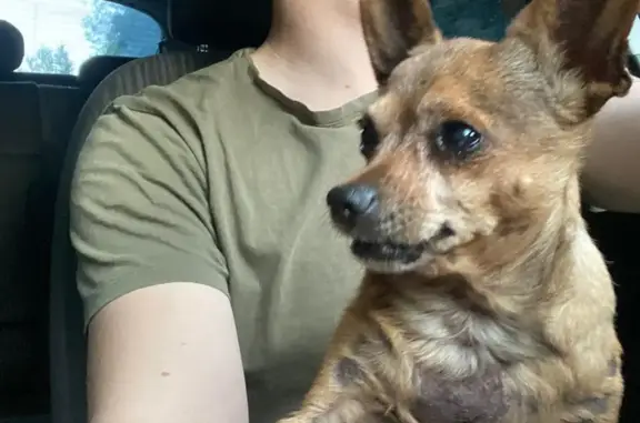 Пропала собака Мотя, Балашиха, Московская область