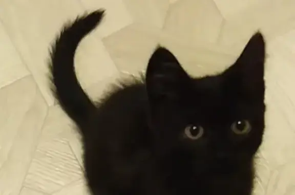 Пропала маленькая черная кошка, ул. Гагарина, 47, Троицк