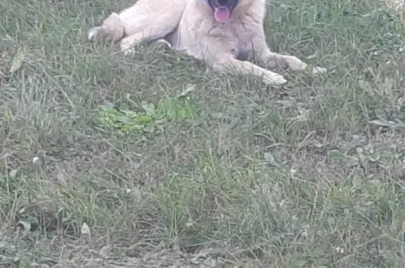Найдена крупная собака возле дач, ул. Гора, Алкужборковский сельсовет