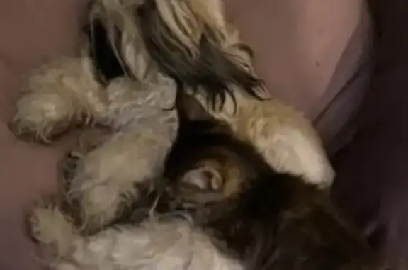 Собаки потеряшки, Санкт-Петербург, фото: Потеряшка собака, Северный проспект, 8/1, СПб