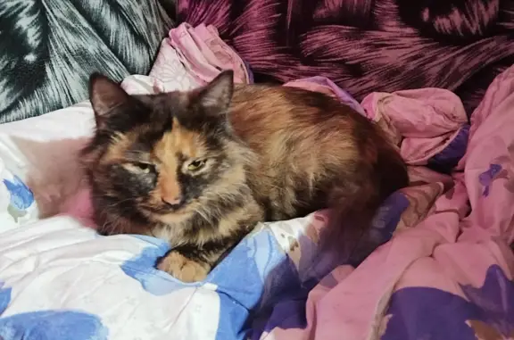 Найдена кошка у заправки Газойл в Иваново