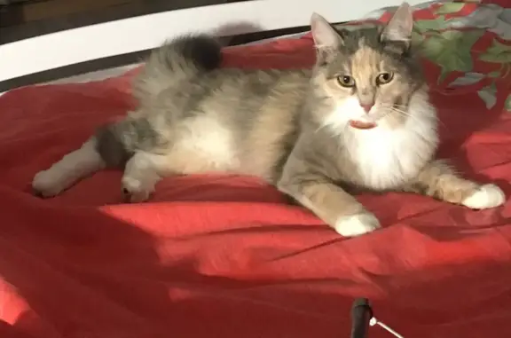 Кошки потеряшки, Колычёво, фото: Потеряшка кошка на 1-й Набережной ул., Колычёво