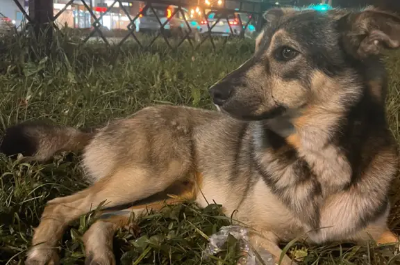 Потерянная собака на ул. Королёва, Жуковский