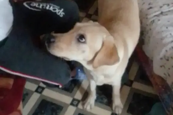 Найдена собака лабрадор в Комсомольске-на-Амуре, ул. Лазо, 36