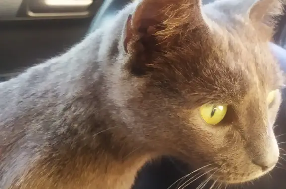 Найдена кошка Мальчик, серый/дымчатый, Набережные Челны