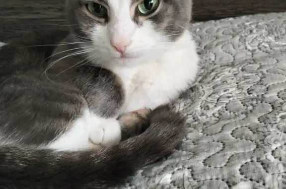 Пропала кошка: серо-белый окрас, зелёные глаза