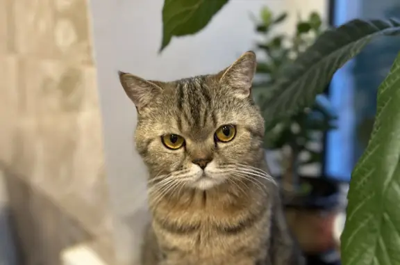 Объявления о пропавших и найденных животных, Смоленск, фото: Пропала кошка на ул. Черняховского, 14А, Смоленск