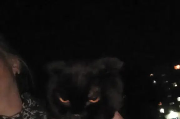 Найдена кошка: черный британец, ул. Диагностики, Оренбург