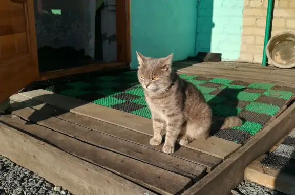 Найдена кошка, ул. Островского, 11, Куйбышев