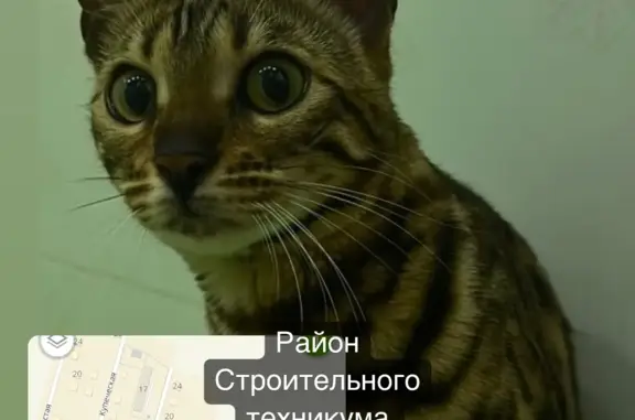 Пропала кошка, вознаграждение 25000₽, Хабаровск
