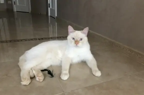Пропала кошка: белый кот с рыжим окрасом, Соусом массив, Самарская обл.