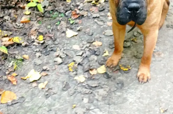 Найдена собака, Пенза, фото: Собака найдена в Арбековском лесу, г. Пенза