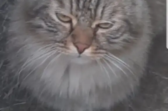 Пропала кошка в Советском переулке, окрас бусый, похожа на енота