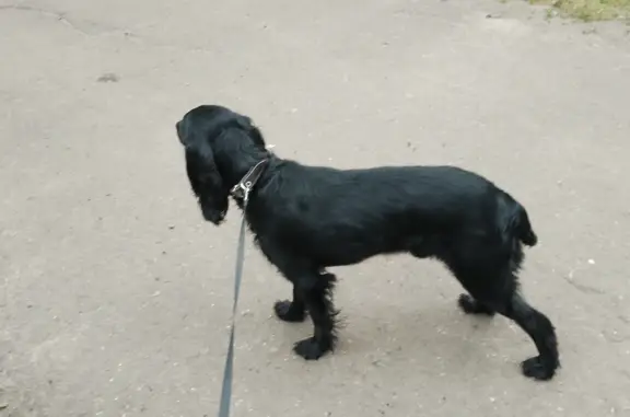 Пропала собака: черный кобель, ул. Халтурина, 5А, Рязань