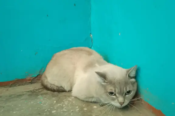 Котик в стрессе на Керченской улице, 46, Омск