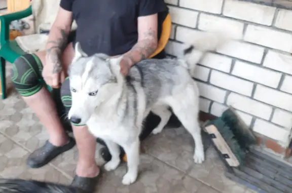 Найдена собака Хаски, мальчик, бело-серый, контактный, 1-й Кардолентный проезд, Ногинск