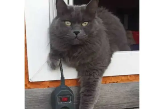 Объявления о пропавших и найденных животных, Новосибирск, фото: Пропала кошка Лиза: ул. Б. Богаткова, 219, Новосибирск