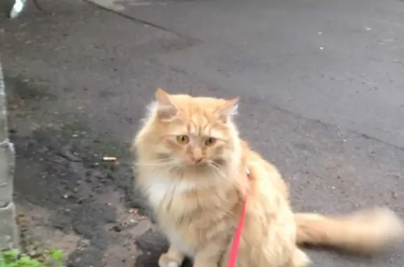 Пропала кошка на Запорожской ул., СПб