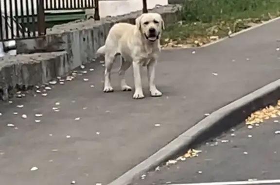 Найдена собака на Минской улице, 18, Казань