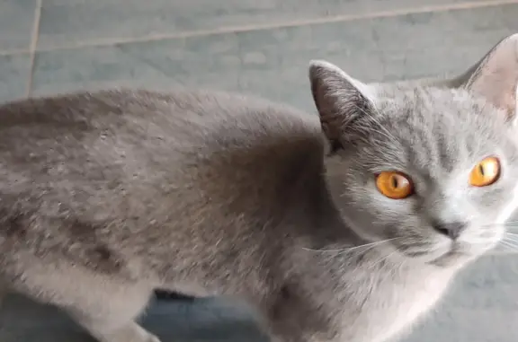 Найдена кошка Серо-голубая британка, ул. Алексеева, Красноярск