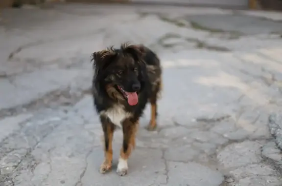 Пропала собака Тайга в АР Крым