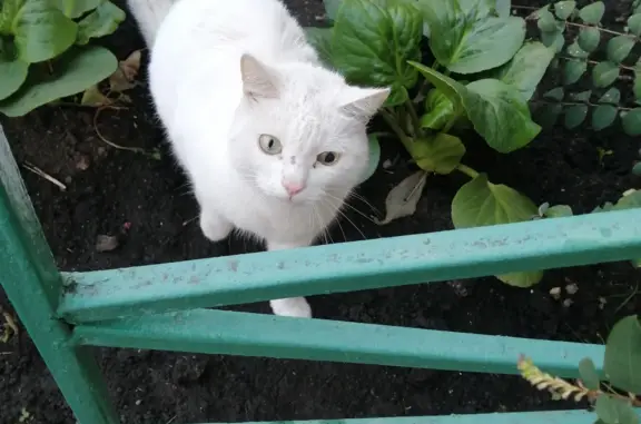 Найдена кошка с травмированным глазом на ул. Косарева, 63, Челябинск
