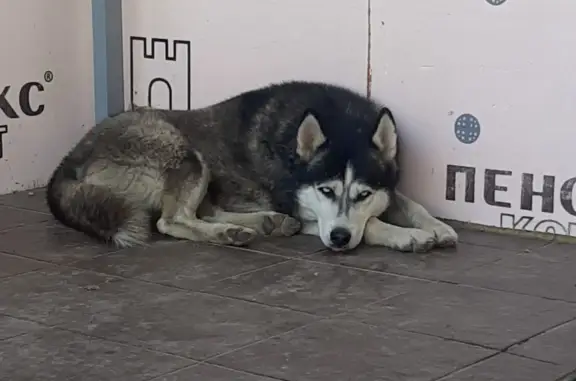 Найдена собака хаски возле Альбиона