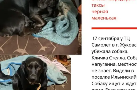 Пропала собака: метис таксы, чёрный окрас. Гагарина, 60А, Жуковский