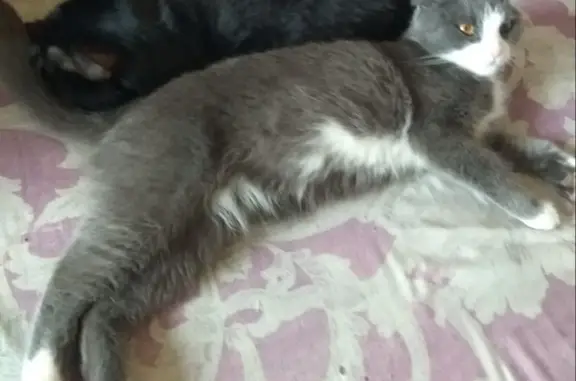 Кошки потеряшки, Новосибирск, фото: Потеряшка кошка Пол, ул. Доватора 19/3, Новосибирск